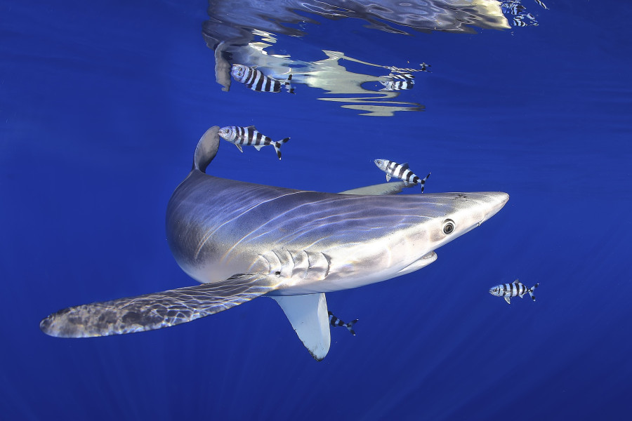Blue shark - Franja Marina Teno-Rasca - Abama Blue Ocean