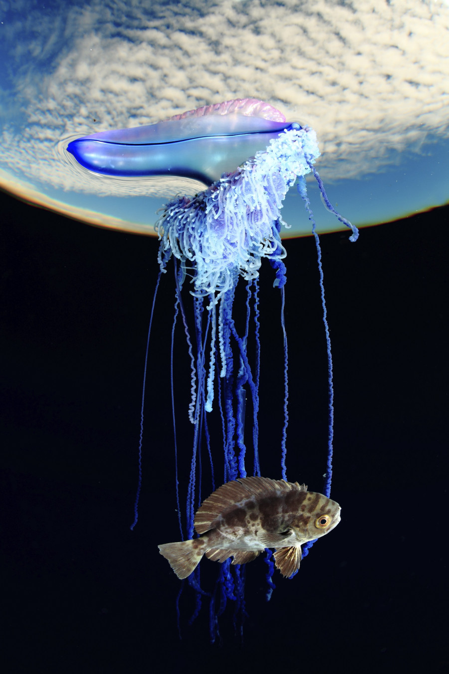 Man o' war - Franja Marina Teno-Rasca - Abama Blue Ocean