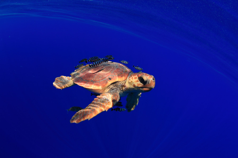 Loggerhead sea turtle - Franja Marina Teno-Rasca - Abama Blue Ocean