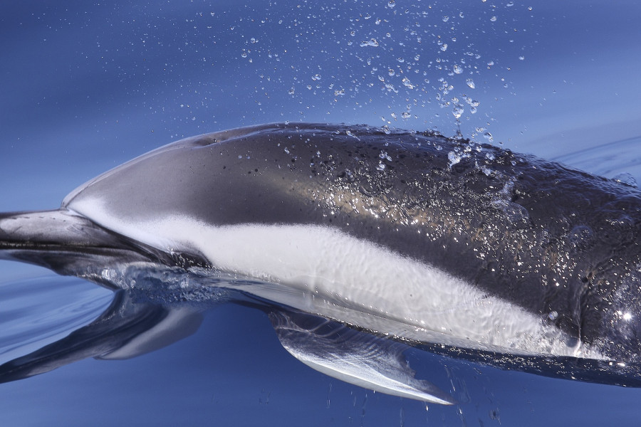 Common dolphin - Franja Marina Teno-Rasca - Abama Blue Ocean