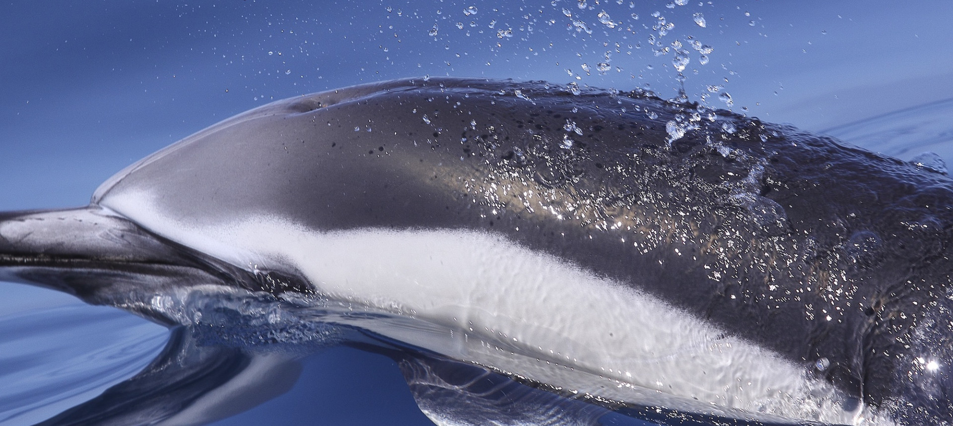 Common dolphin - Franja Marina Teno-Rasca - Abama Blue Ocean