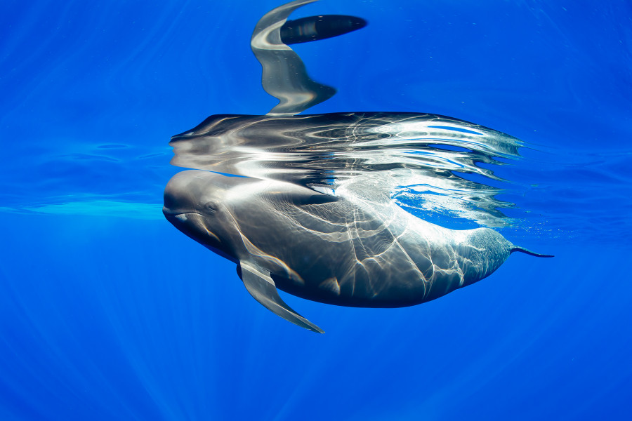 Apartamentos y villas en venta en Tenerife Abama Resort - foto Francis Pérez