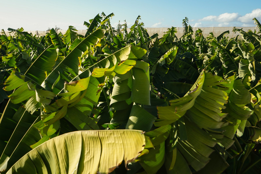 Banana plantations, Tenerife, Canary Islands