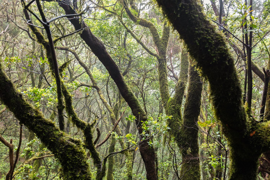 Anaga, Tenerife, Canary Islands